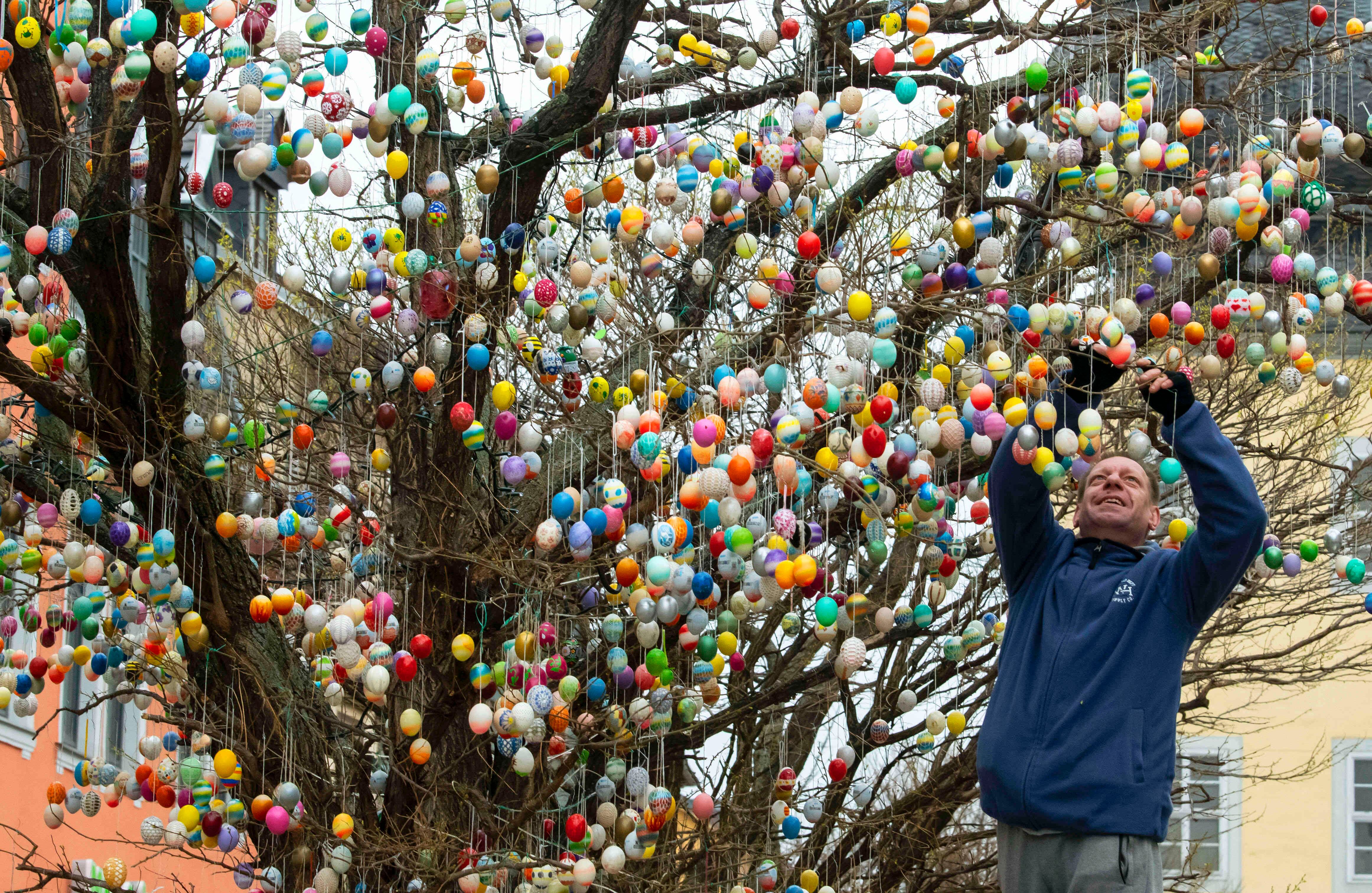 Andre Sibilski arregla los huevos de Pascua en un árbol robina con actualmente 7.000 huevos de Pascua pintados en Saalfeld, Alemania, viernes 12 de abril de 2019. Un equipo de los llamados "Huevos de Pascua de Saalfeld" continúa la tradición anual con hasta 10,000 Pascua. huevos. (Foto AP / Jens Meyer)