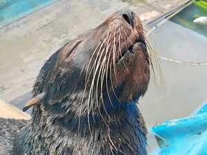Evelin, la lobo marino que apareció en costa nariñense