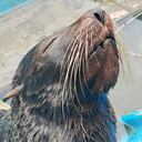 Evelin, la lobo marino que apareció en costa nariñense