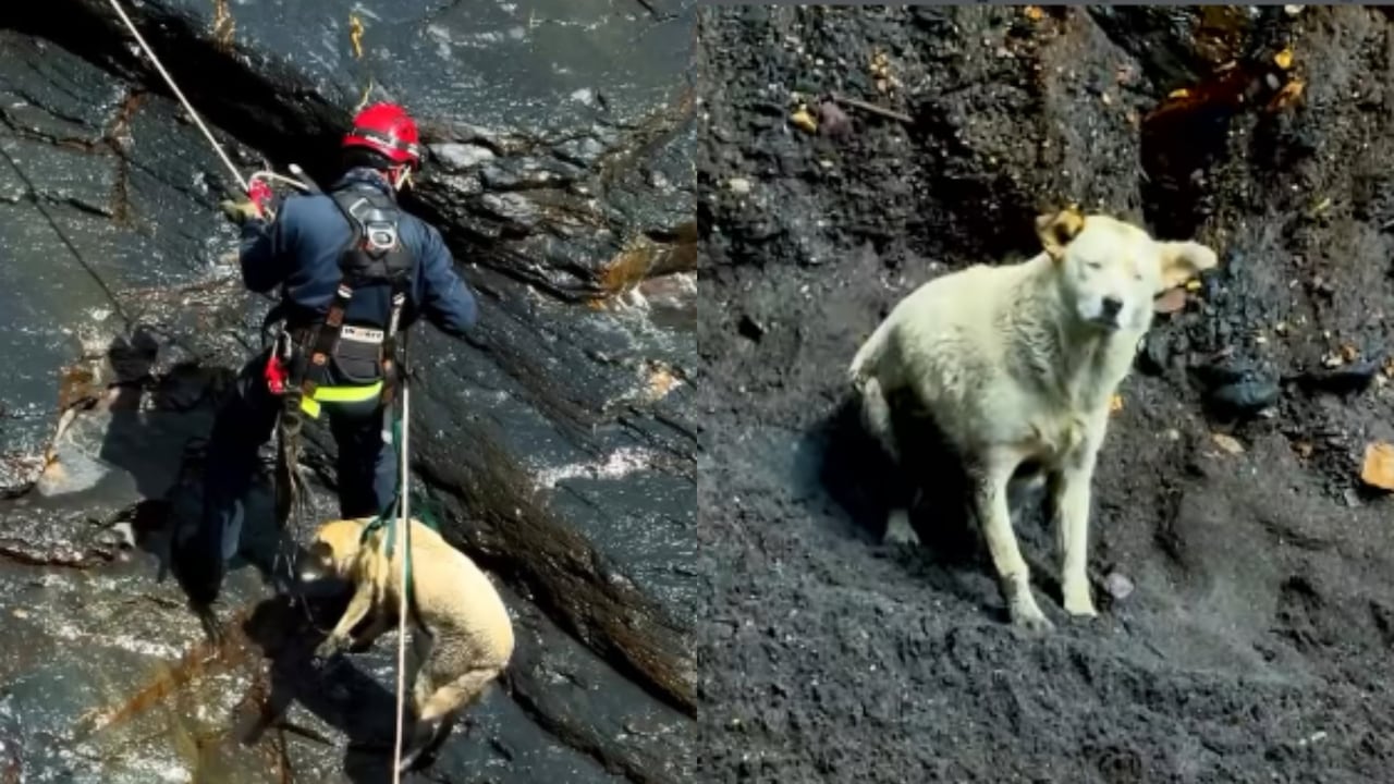 Bombero rescató a perrita perdida en el risco de una montaña.