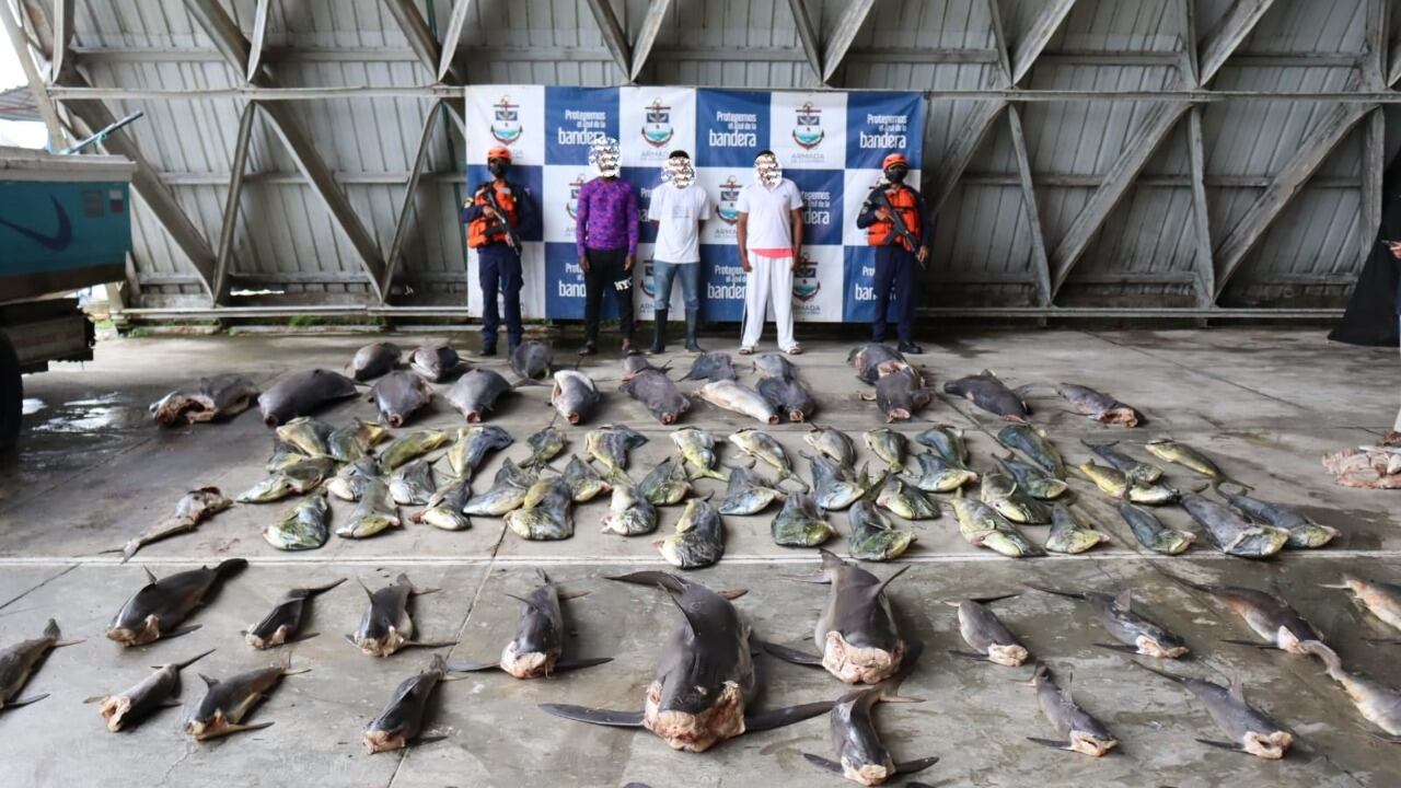 Tres personas fueron capturadas por cazar 23 tiburones en el Pacífico colombiano.