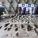 Tres personas fueron capturadas por cazar 23 tiburones en el Pacífico colombiano.