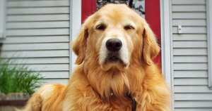 El perro estaba protegido por una viga de metal que sostenía los cascotes de la casa derruida.