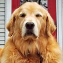 El perro estaba protegido por una viga de metal que sostenía los cascotes de la casa derruida.