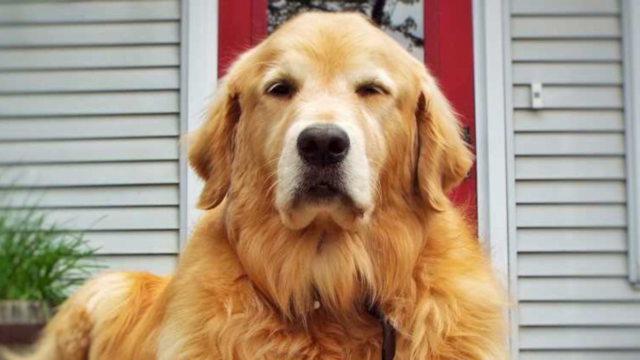 El perro salió del estadio estrenando un juguete. Foto de referencia.