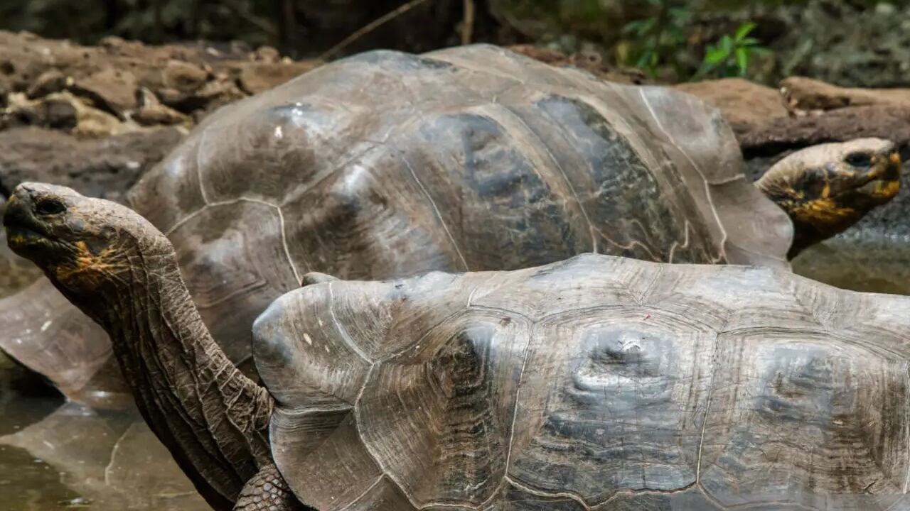Aparecen muertas varias tortugas gigantes en Islas Galápagos en Ecuador