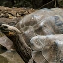 Aparecen muertas varias tortugas gigantes en Islas Galápagos en Ecuador