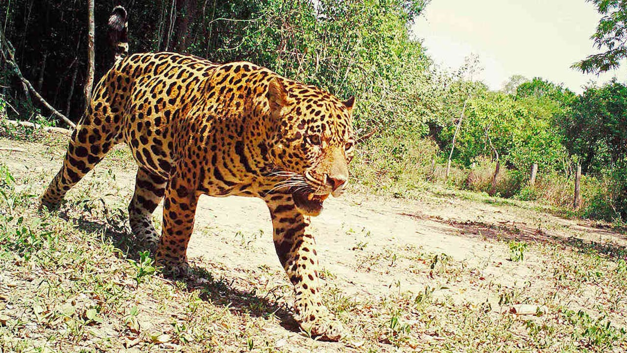Un jaguar macho tiene un territorio entre 50 y 150 kilómetros en donde deja signos olorosos o visibles, como orina, heces y rasguños en el suelo y troncos. (Foto: cámara trampa: Duston Larsen / San Miguelito).