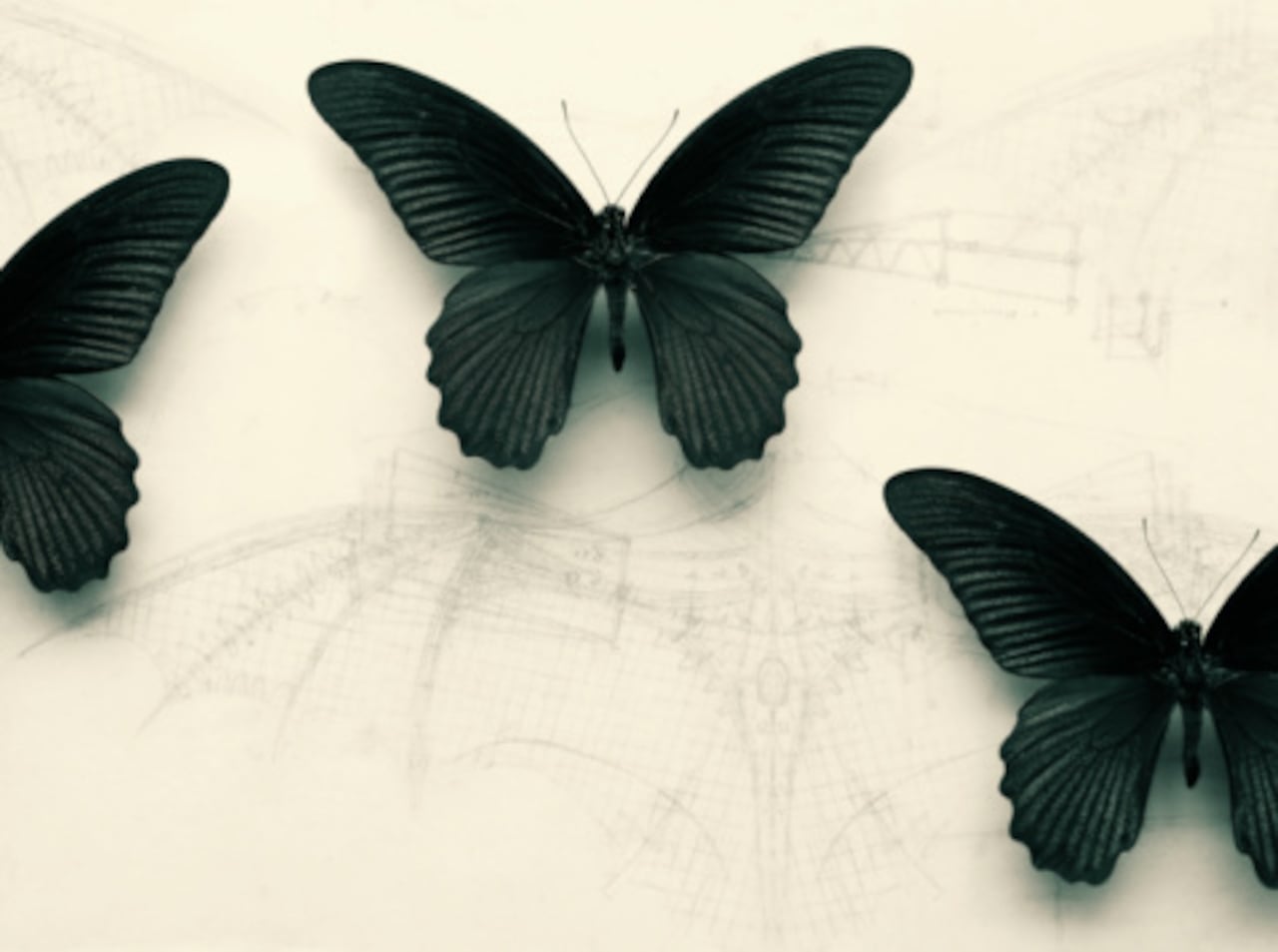 Las mariposas negras suelen ser victimas de ciertas creencias o mitos negativos.