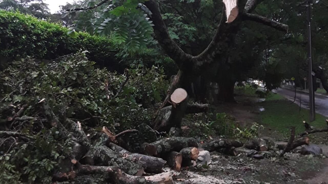 En varios sectores de la ciudad, el Cuerpo de Bomberos de Cali atendió la caída de varios árboles. Por fortuna no hay personas lesionadas.