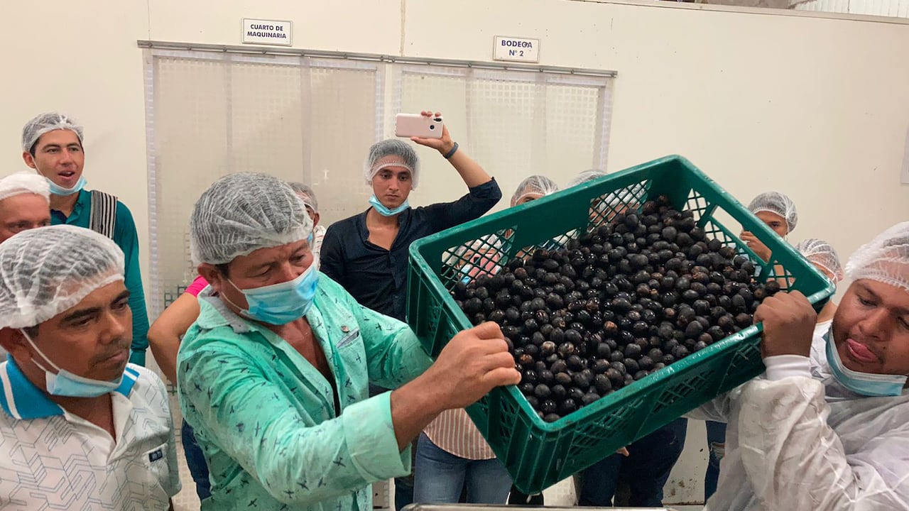 La Cooperativa Multiactiva Familias del Chiribiquete (Coomagua) recibió dos permisos por parte de la autoridad ambiental de Guaviare CDA para dos planes de aprovechamiento sostenible de seje y asaí