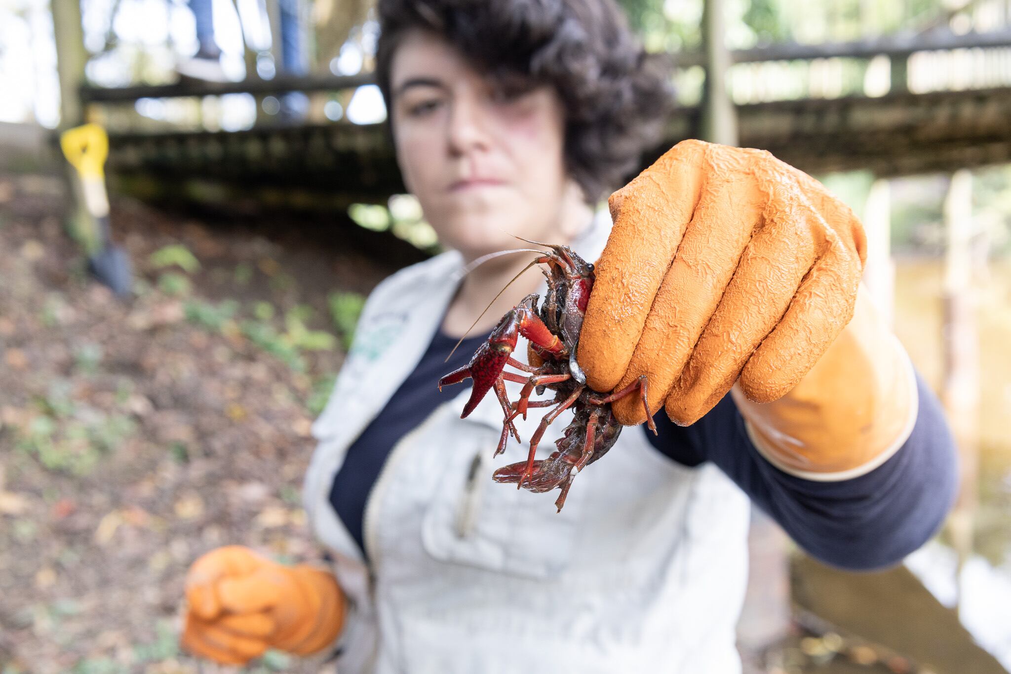 Langostilla de río detectada en Antioquia.
