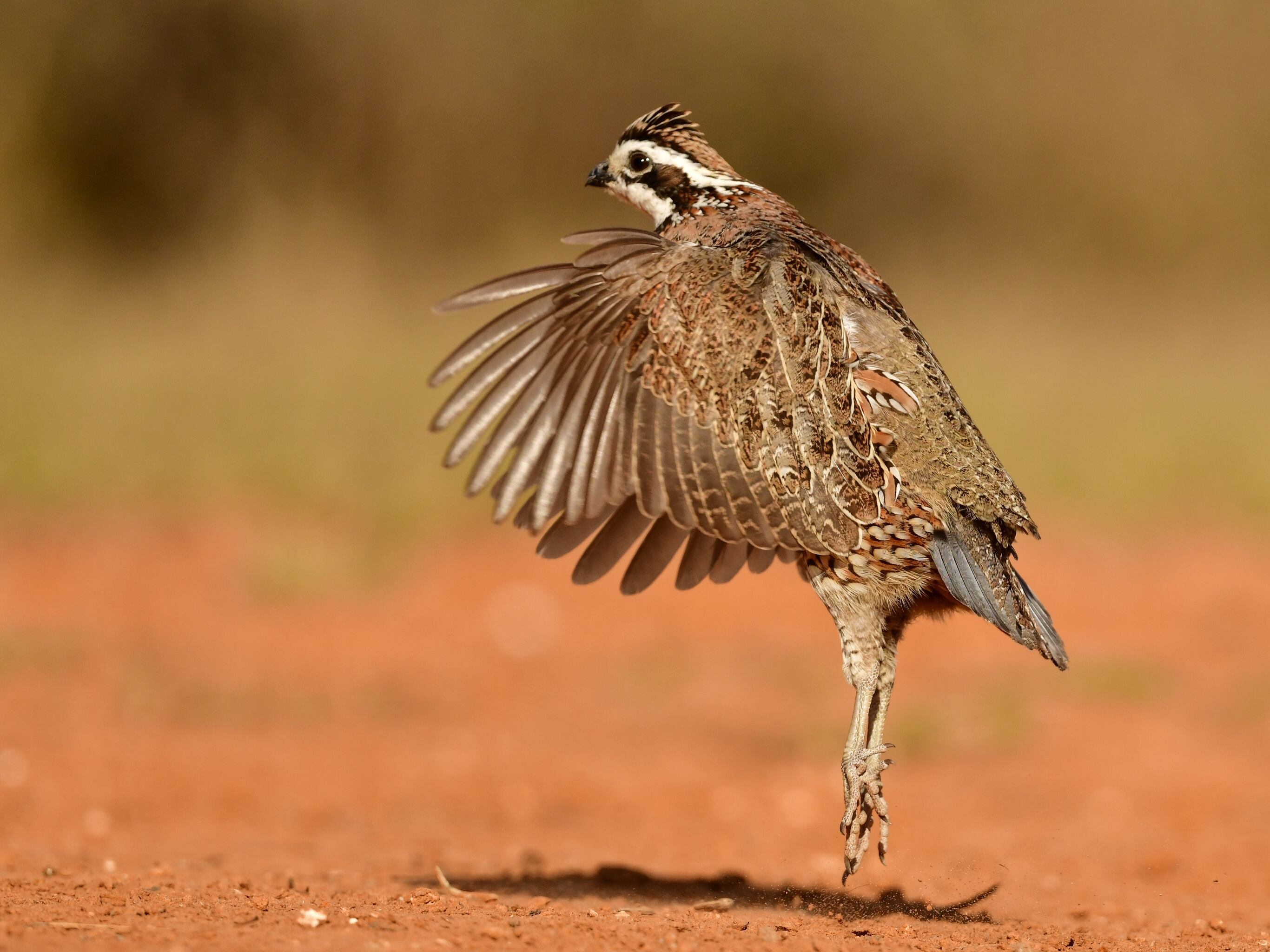El colín de Virginia adapta sus propiedades térmicas sin modificar notablemente su aspecto.