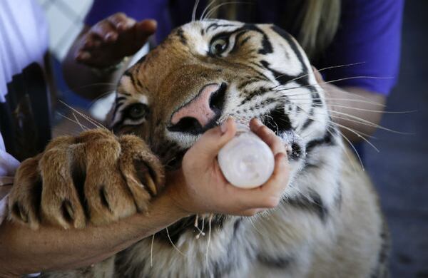 Dan, un tigre de dos años de edad, es alimentado por su cuidador en su casa en la ciudad de Maringá, Brasil. (AP)