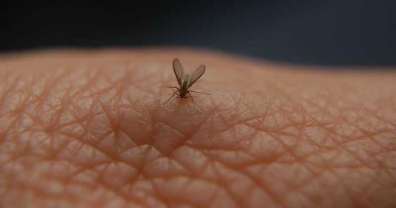 Un estudio científico señala que el tipo de sangre de las personas puede ser determinante para que los mosquitos escojan a su víctima.  