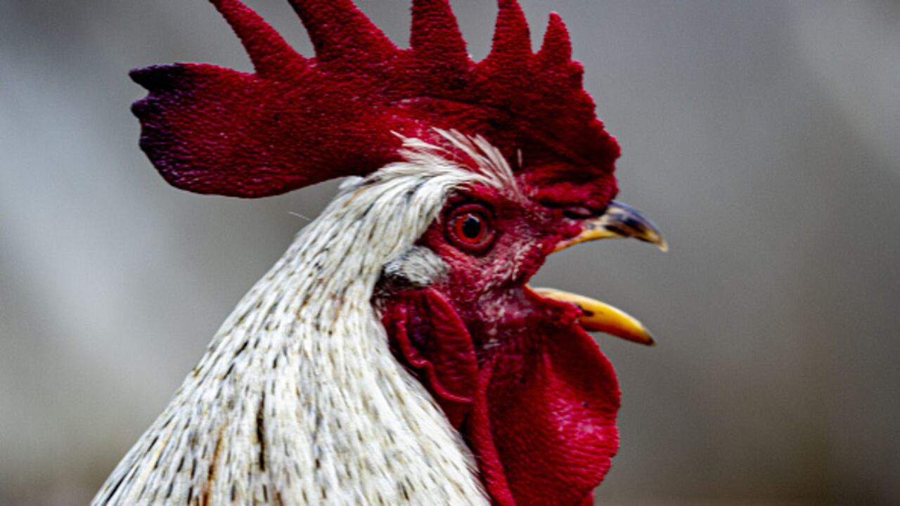 Según los denunciantes, el gallo cacarea entre 100 y 200 veces al día.