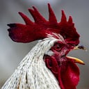 Según los denunciantes, el gallo cacarea entre 100 y 200 veces al día.