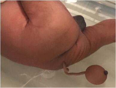 Bebé con cola de 12cm