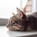 Preocupación por caso de abuso a un gato en Ciénaga, Magdalena.