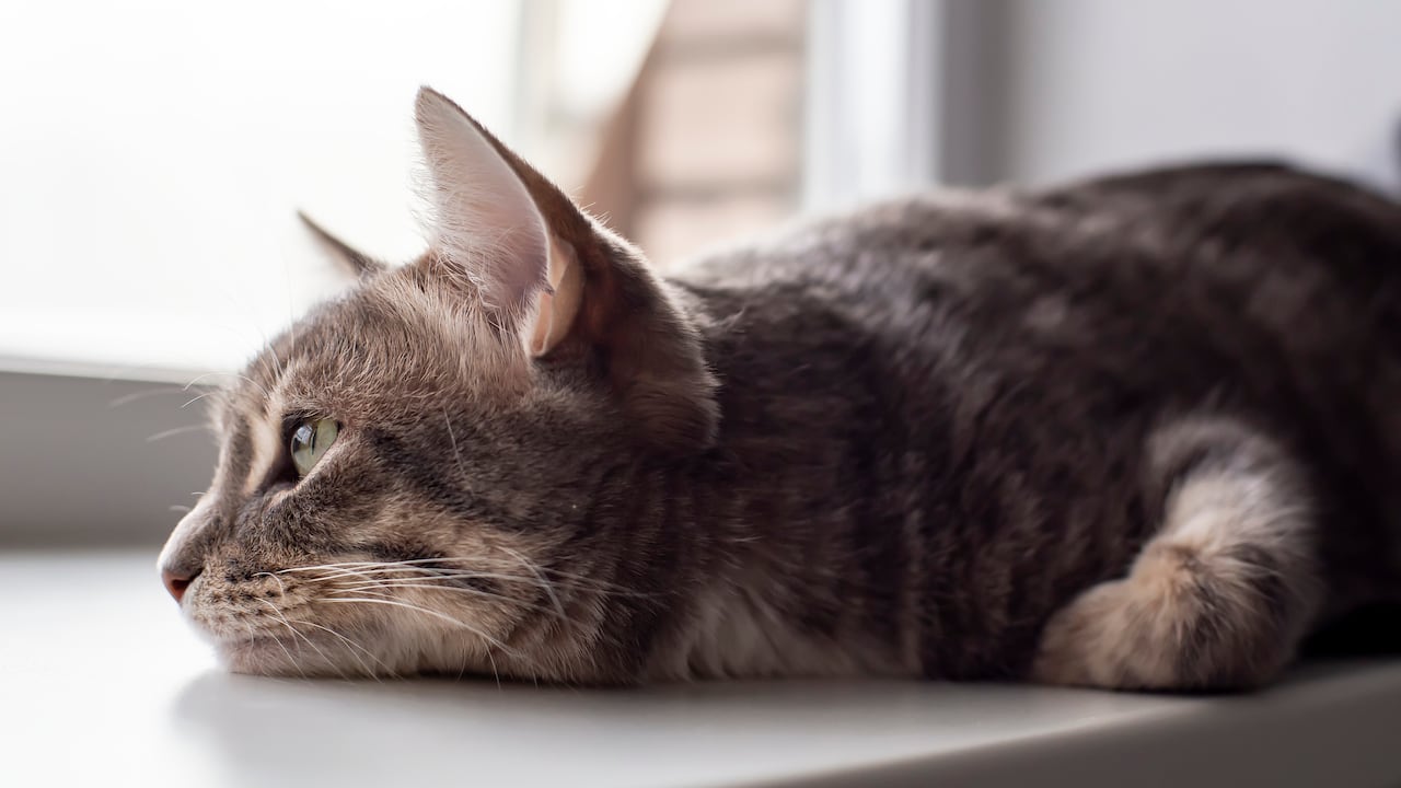 Preocupación por caso de abuso a un gato en Ciénaga, Magdalena.