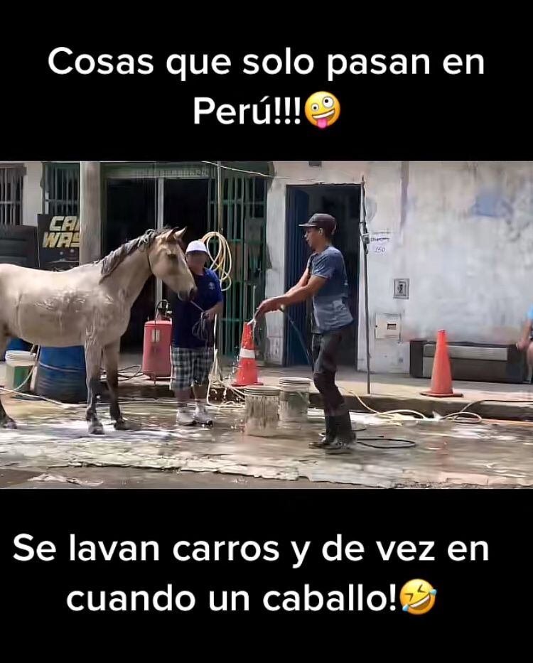 Caballo en car wash