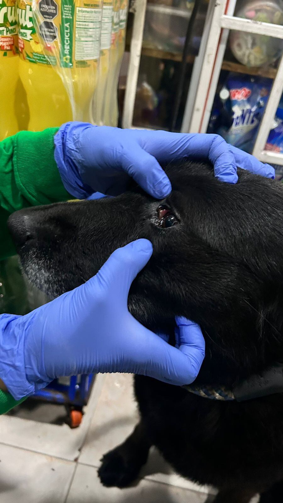 Funcionarios del IDPYBA realizaron atención integral a Negrita