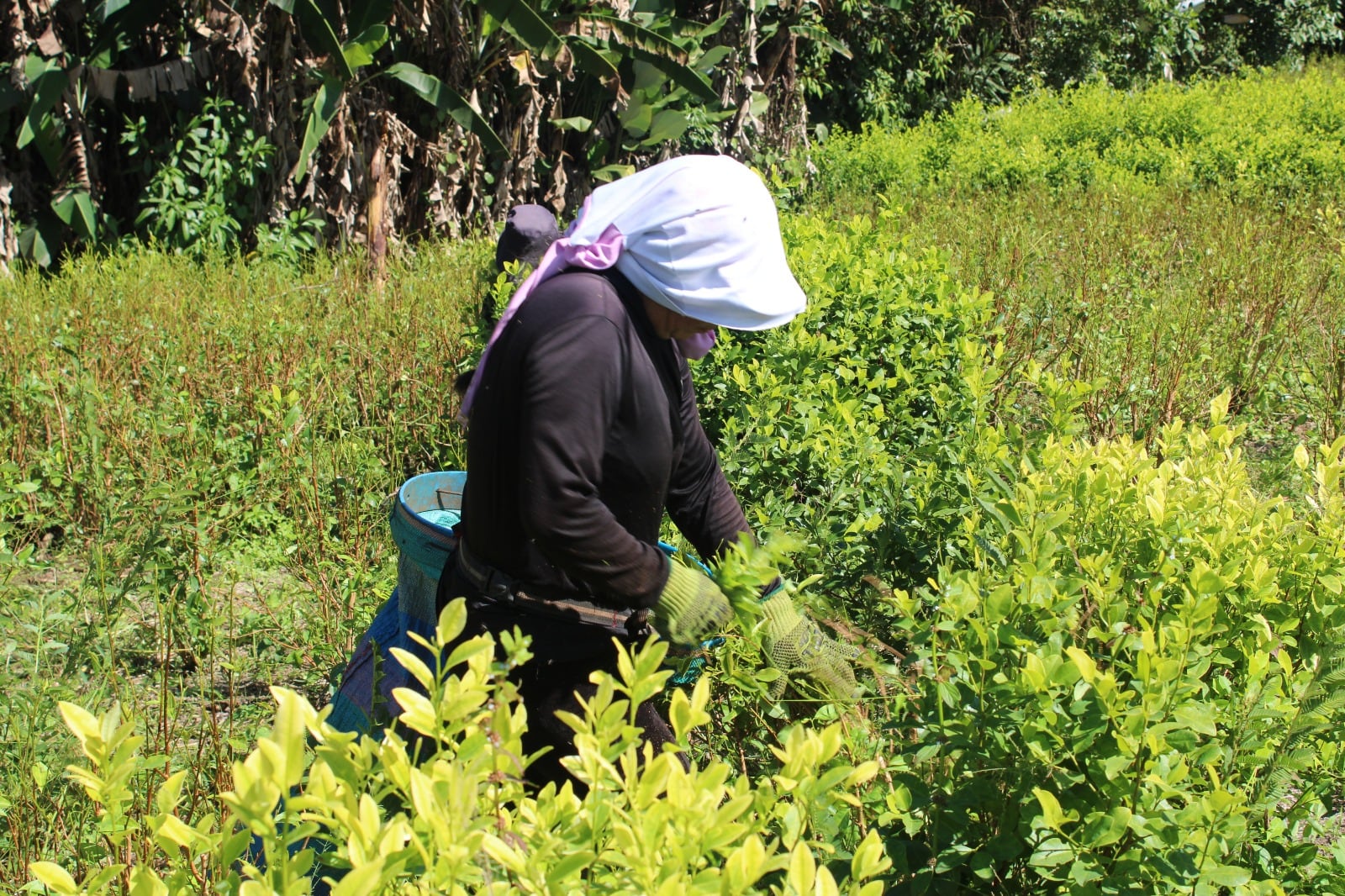 Las comunidades de municipios como Argelia, El Tambo, El Patía y Balboa, entre otros, se ganan la vida en los cultivos de coca.