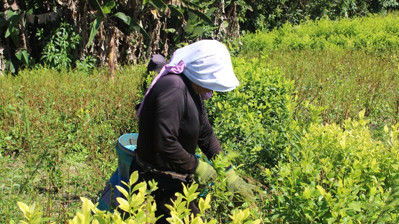 Las comunidades de municipios como Argelia, El Tambo, El Patía y Balboa, entre otros, se ganan la vida en los cultivos de coca.