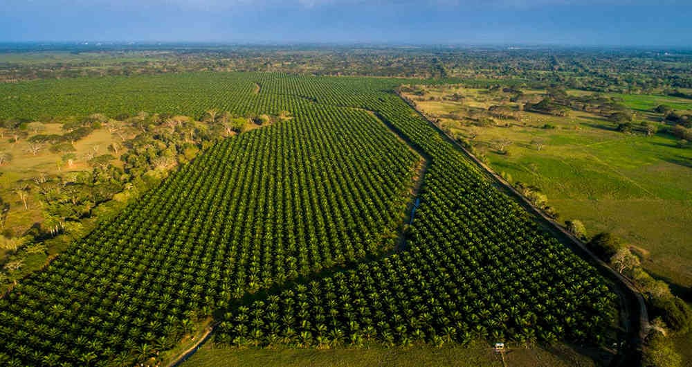La estrategia de Agrópolis del Sinú da garantías a los campesinos para que le sigan apostando a la tierra. 