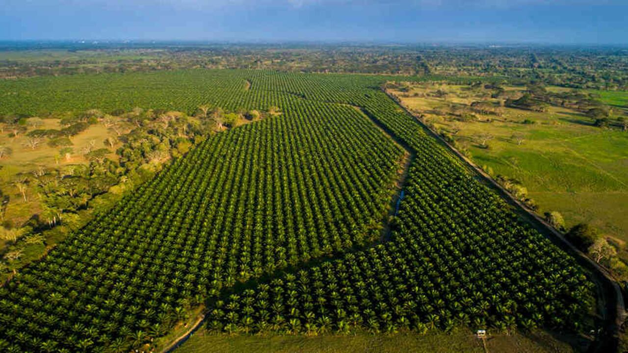La estrategia de Agrópolis del Sinú da garantías a los campesinos para que le sigan apostando a la tierra.