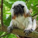El tití cabeciblanco es un primate único del Caribe colombiano que está catalogado en peligro crítico de extinción. Foto: John Jairo Bernal Ibáñez.