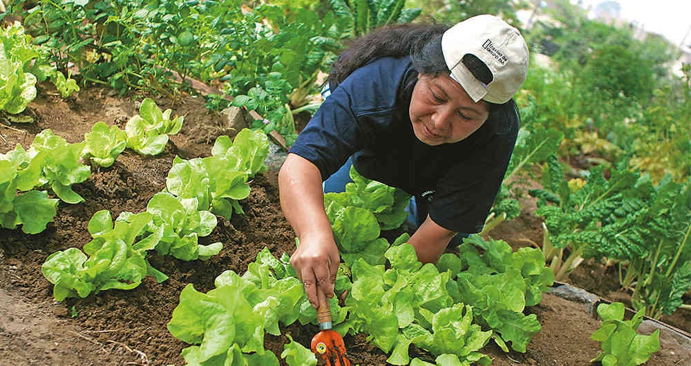 ISA quiere dejar huellas positivas en los territorios donde se ubica, uno de estos programas es la creación de huertas urbanas.