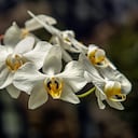 Imagen de referencia. Orquídeas.