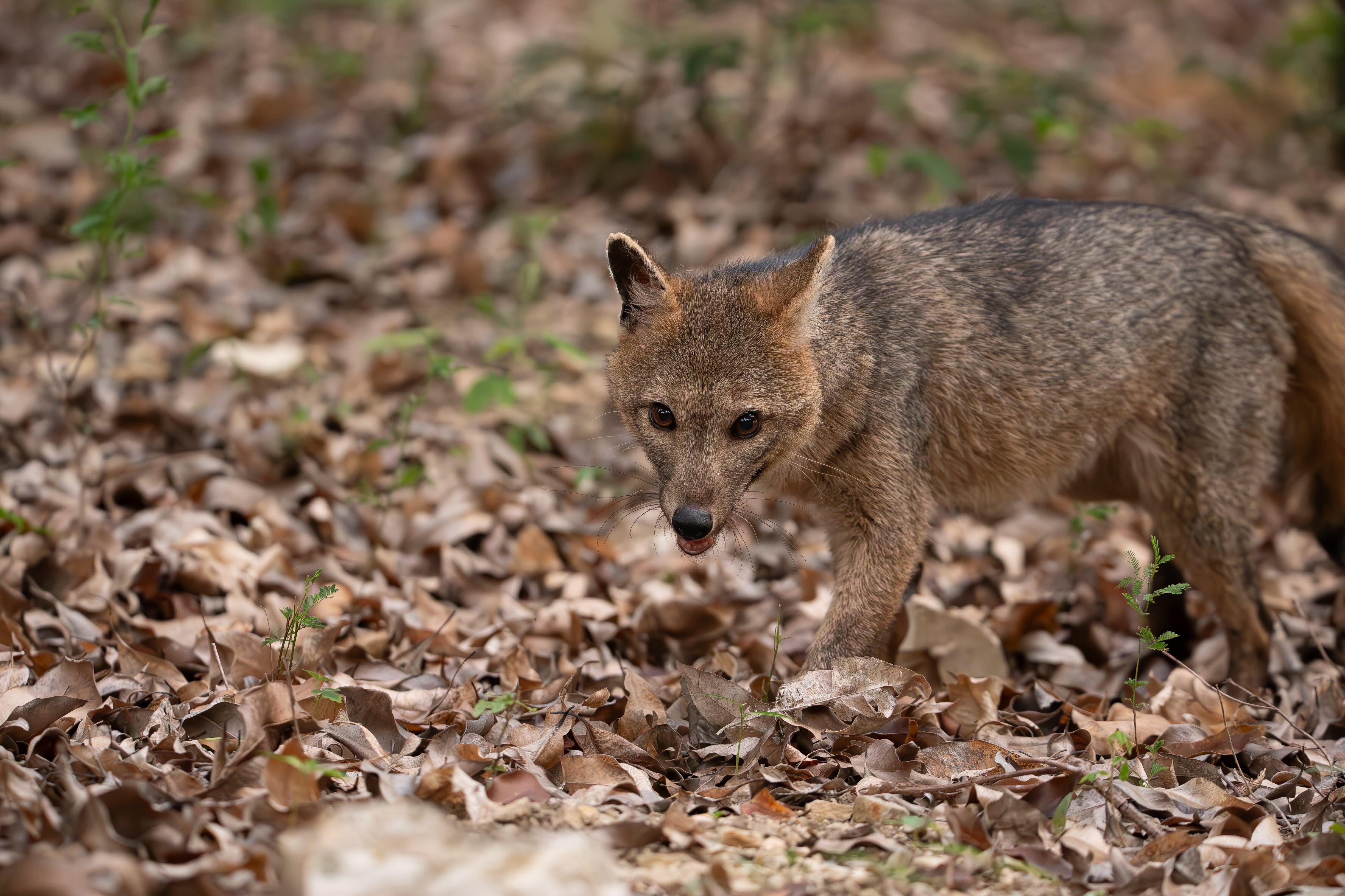 El zorro perruno es uno de los animales silvestres que habita en los Cerros Orientales de Bogotá.