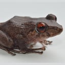 Nueva especie de rana descubierta por los investigadores de la Universidad de Antioquia.
