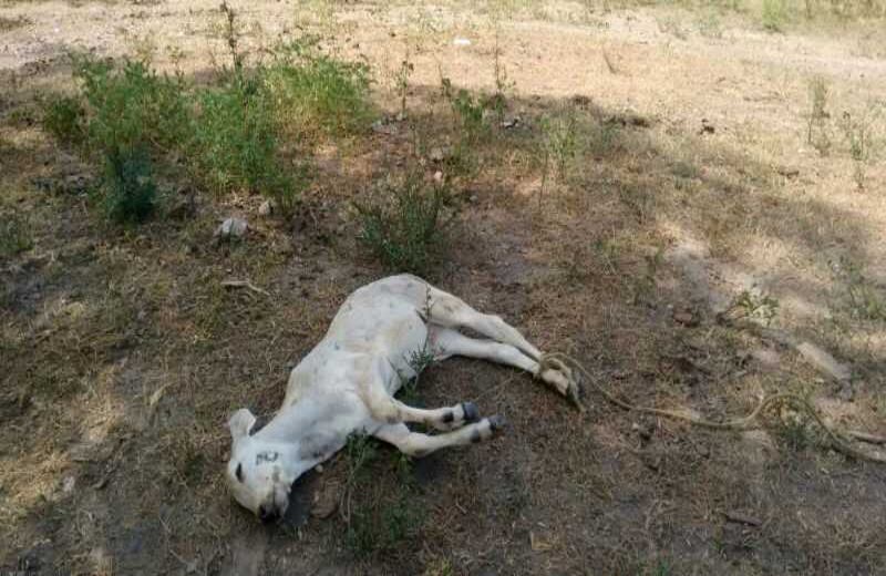 Cortesía de Contexto Ganadero