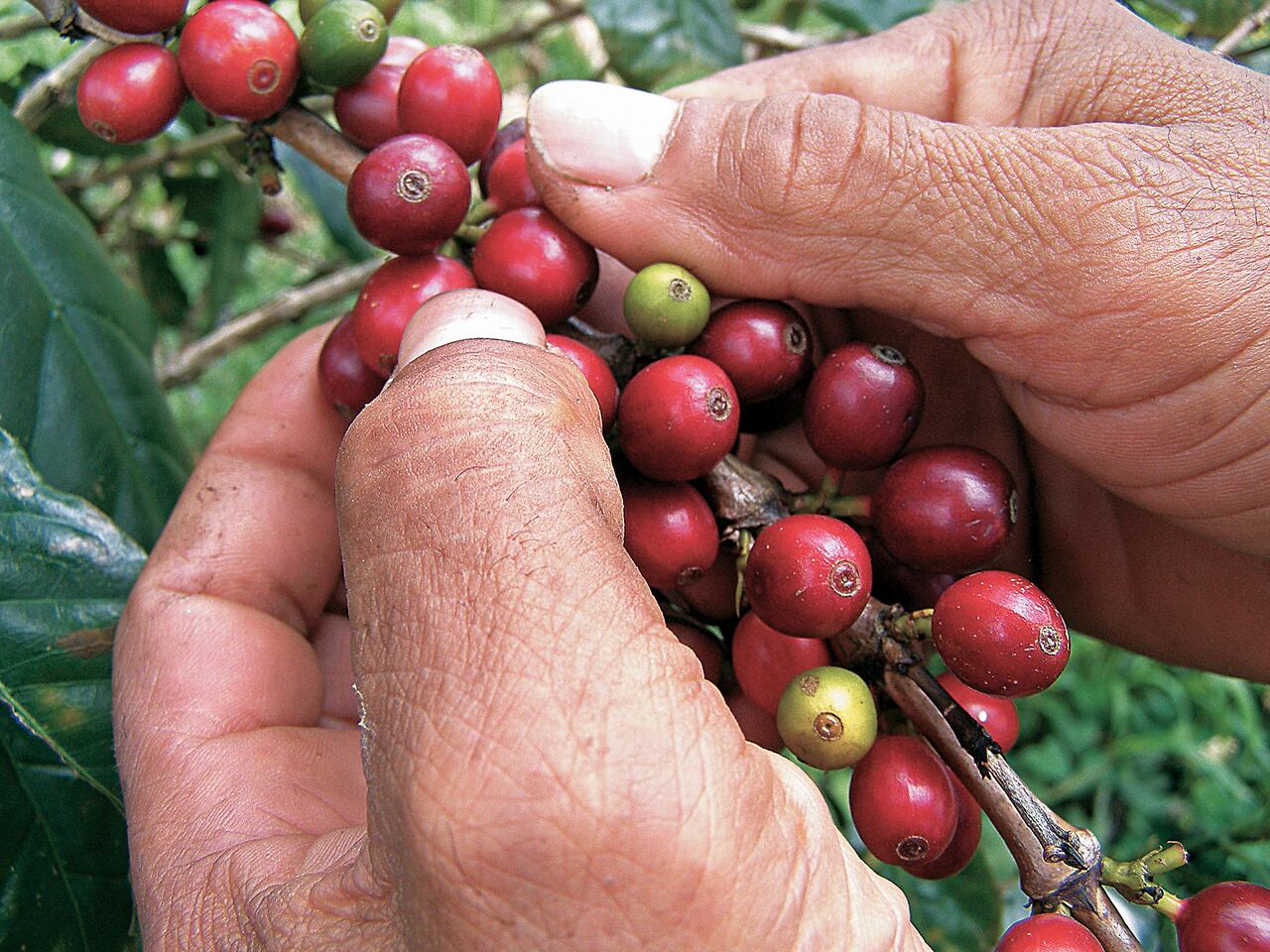 Cerca de 548.000 familias cultivan café en 603 municipios de 23 de los 32 departamentos del país.