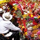 Hoy, cerca del 70 por ciento del área cultivada en Antioquia cuenta con la certificación Florverde Sustainable Flowers de Asocolflores.