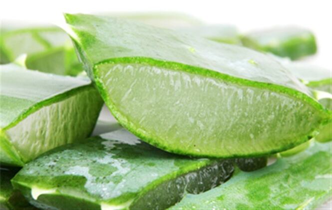 El gel de la sábila contiene propiedades antiinflamatorias y cicatrizantes. 