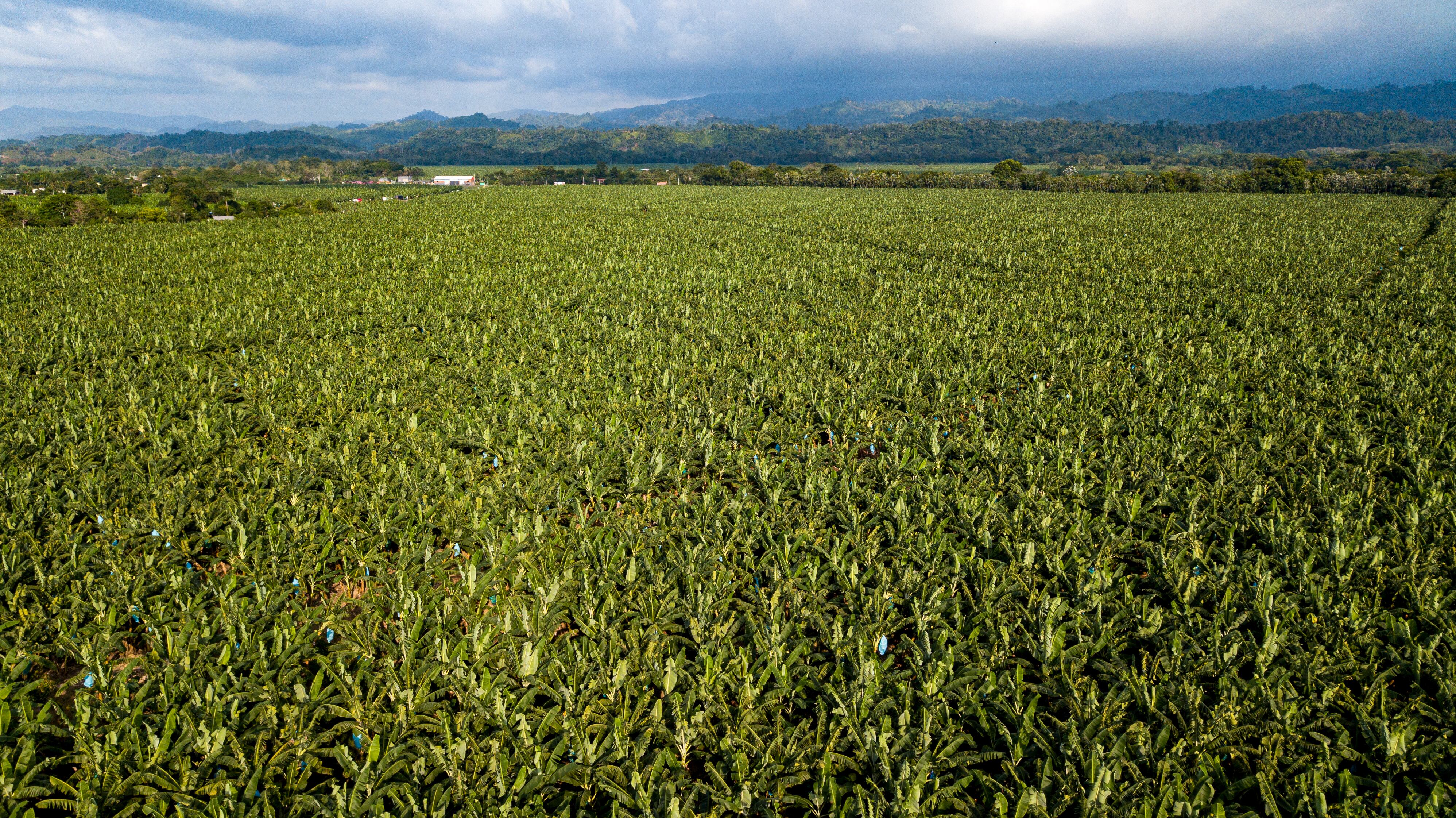 El crecimiento de GreenLand es también la historia del desarrollo de Urabá y la dinamización de la economía en Caldas.