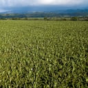 El crecimiento de GreenLand es también la historia del desarrollo de Urabá y la dinamización de la economía en Caldas.