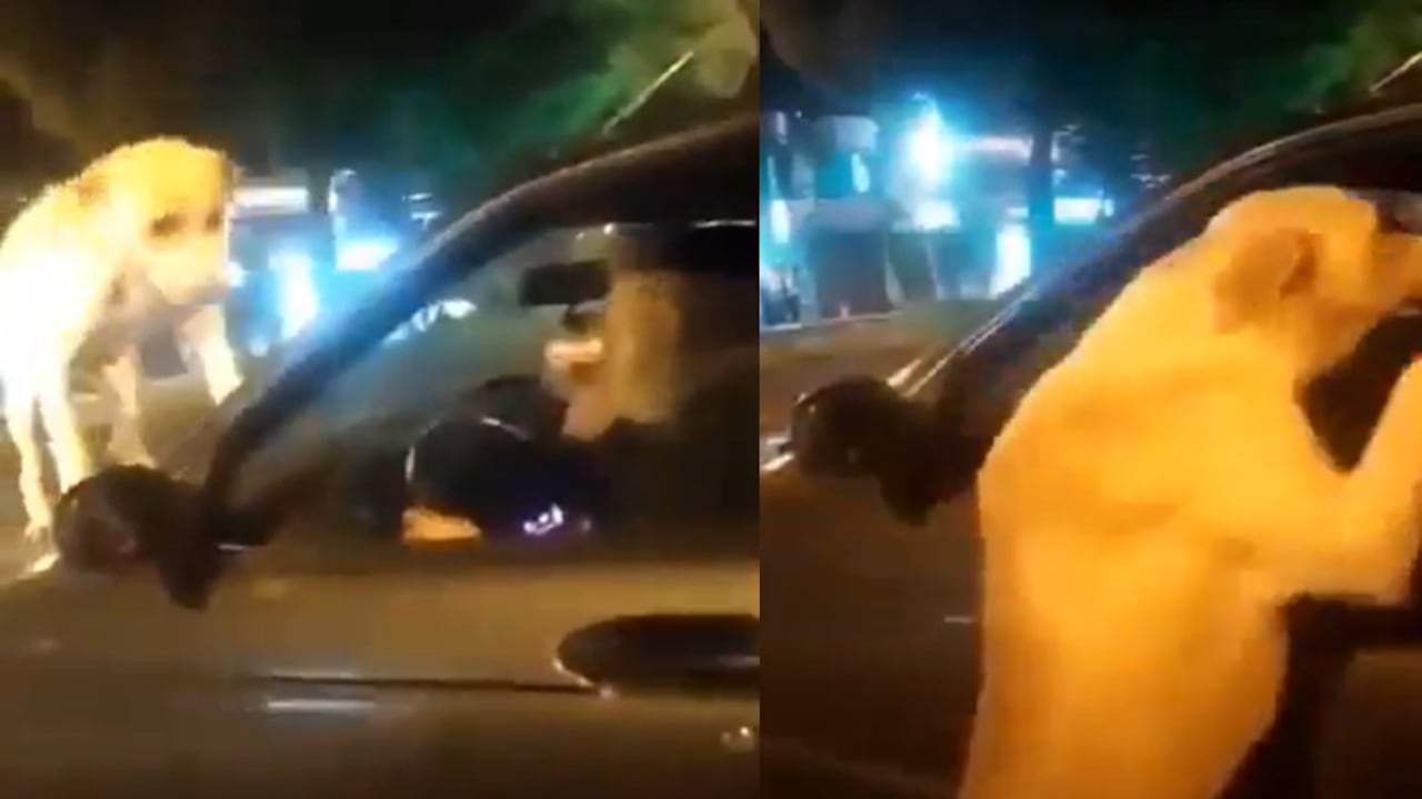 Perro que habría sido abandonado.