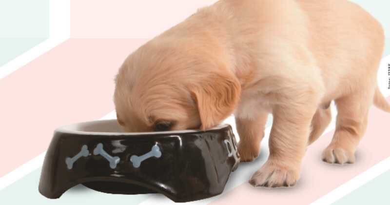 Aliméntalo para la vida