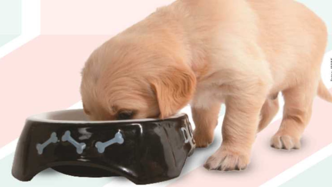 Así puede identificar si la comida de su perro es de calidad.