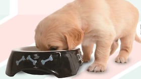 Así puede identificar si la comida de su perro es de calidad.