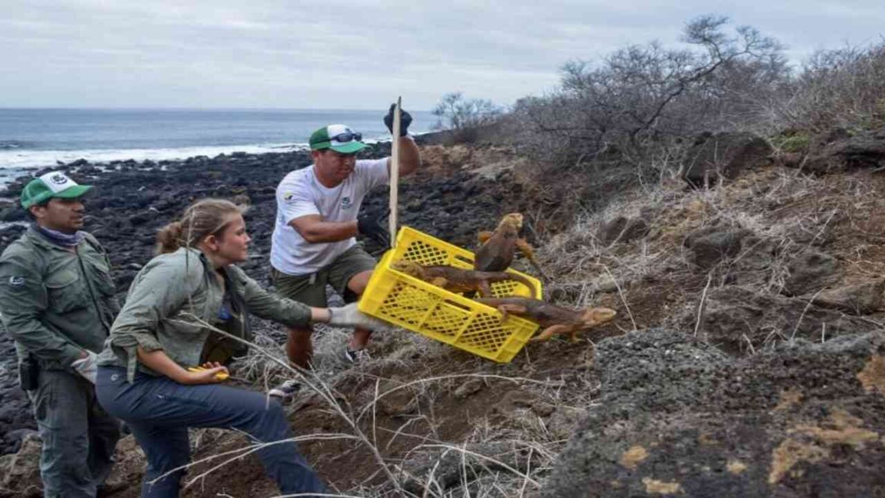Las iguanas fueron introducidas en la isla ecuatoriana de Galápagos en busca de su preservación. Foto: HO/Galapagos National Park/AFP.