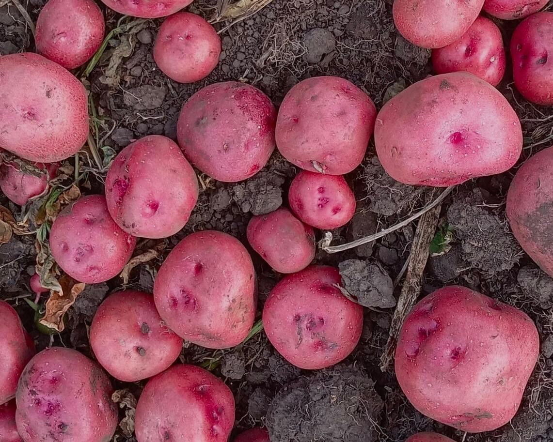 Las papas nativas eran comercializadas con mucha fuerza durante las décadas de 1960 y 1970.