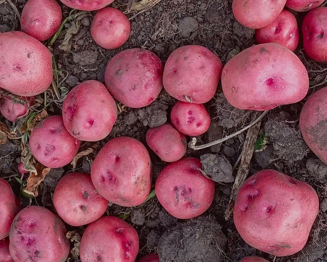 Las papas nativas eran comercializadas con mucha fuerza durante las décadas de 1960 y 1970.