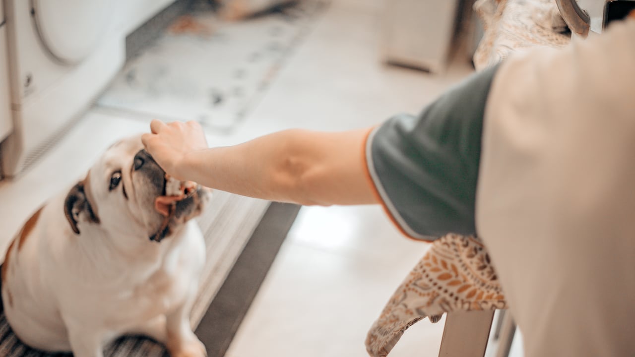 La alimentación adecuada juega un papel fundamental en la salud de los perros.