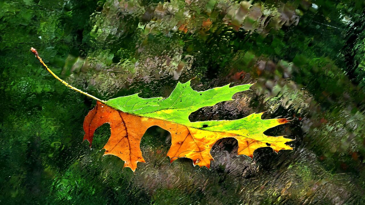 En esta época del año, las plantas en el hemisferio norte suelen tornarse color naranja